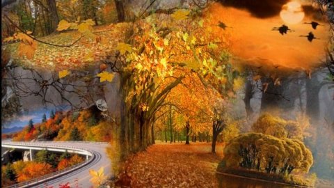 Исп.Группа Сибирь Клен Осыпал Листья