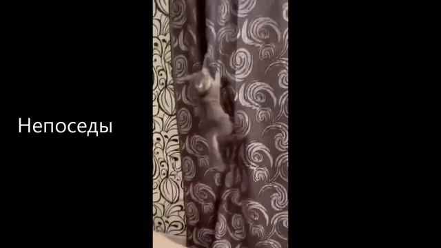 Жизнь кота удалась. Домашний кот, который имеет все. Смешные котики. Сериал про кошек.