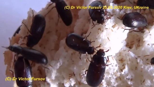 Жук Знахарь: Чем Кормить Жуков и Личинок? Как Разводить Жука Знахаря Ulomoides dermestoides? смотреть онлайн