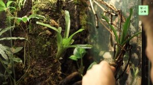 Нарядная квакша