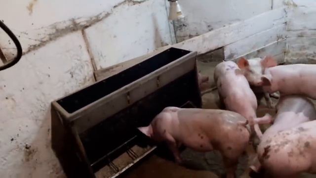 //Продаём именно таких поросят на Олх Шелудька,мои правила по продаже поросят,свинной базар/ смотреть онлайн