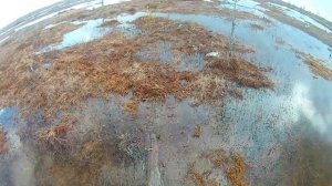 ОХОТА НА ГУСЯ. ВЕСНА 2022. АРХАНГЕЛЬСКАЯ ОБЛАСТЬ. часть 1