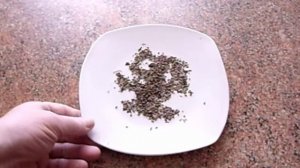 Размножение рео семенами. Комнатные растения.