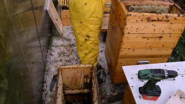 Много меда из ловушки для пчел. Август 2015. смотреть онлайн