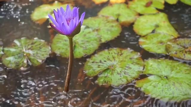 Лотос под дождем.  / Звуки для медитации, отдыха и сна. /Relax