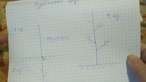 Формировка разреженно-ярусной кроны