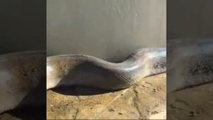 Самая большая змея КЧР