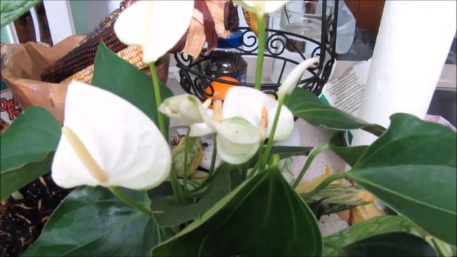 Anthurium Plant смотреть онлайн