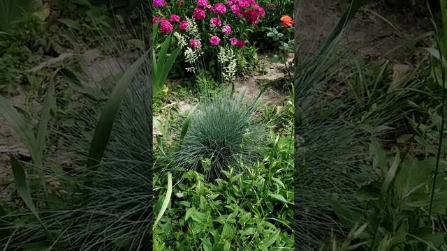 Овсяница сизая цветет.  Festuca glauca. Роза Алегрия.