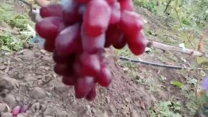 Новые формы винограда Виноградник Щереденкова В  А 2 сентября 2021г.