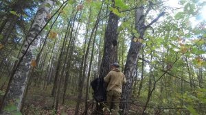 Сбор чаги осенью.