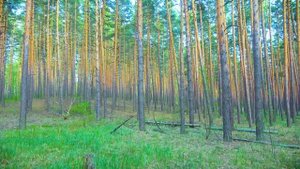 Странное дерево, висящее в воздухе