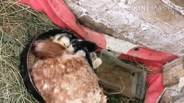 Кроссы тоже высиживают яйца смотреть онлайн