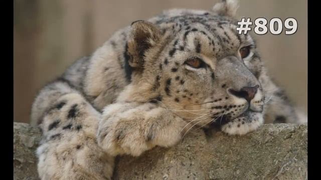 #809. Снежный барс (ирбис) (В мире животных) смотреть онлайн