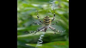 ПАУК АГРИОПА, ИЛИ ПАУК-ОСА