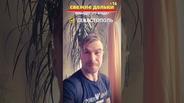 ПОМИДОР ЭТО ЯГОДА?