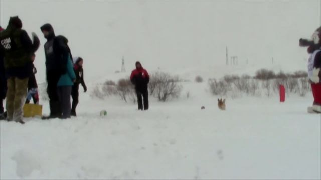 Арктик фокс - 2018 смотреть онлайн