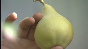 Лотенков  Сливы Груши Яблоки