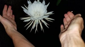 КАДУПУЛ. ЦВЕТОК ОДНОЙ НОЧИ. KADUPUL.