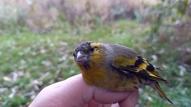 Ловля диких птиц 8.11.2021г. смотреть онлайн