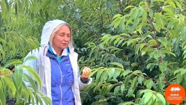 Черемуха поздняя MSt