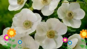 Анемона японская Зе Бриде. Краткий обзор, описание характеристик anemone japonica The Bride