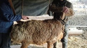 (940) всё прошло у меня Банитировку и Чипирование овец на породу Арашан..