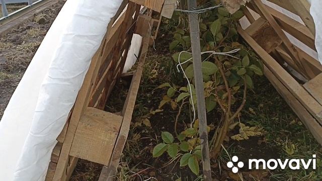 Зима на носу/Новые постройки на нашей даче/Укрытие для роз из поддонов