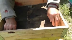 САЖАЕМ НЕПЛОДНУЮ МАТКУ, 100% ПРИМУТ.