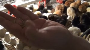 высадка суточных цыплят в птичник