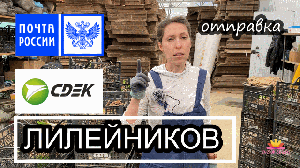 Весенняя отправка лилейников / Сад Ворошиловой