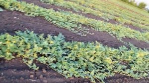 Пугающие цены на арбузы. Выращивание арбузов на капельном поливе.