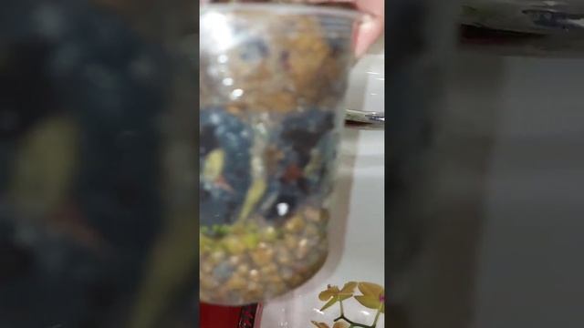 полив моих орхидей смотреть онлайн