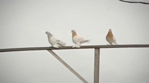 Летно Игровые Голуби . Боиные Голуби . Tauben . Pigeon ( Александр , г. Канск , Красноярский край )