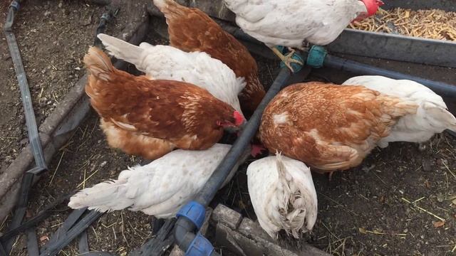 Куры в теплице зимой. Куры несушки зимой. Проблемы содержания - куры зимой.