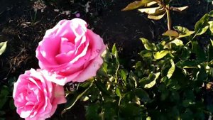 Rose!Питомник Роз Элит!Пинк Мартини! Эквадор!Селекция 2018 года!Класс новинка!Прекрасное растение!