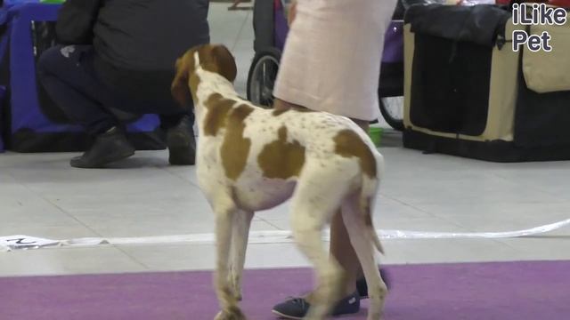 Уход за английским пойнтером смотреть онлайн