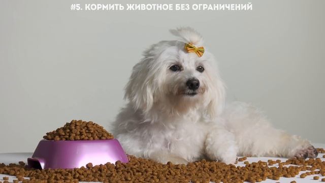 Вы Кормите Своего Питомца Неправильно смотреть онлайн