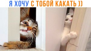 ОТКРЫВАЙ!!!1 ))) | Приколы с котами | Мемозг 1387