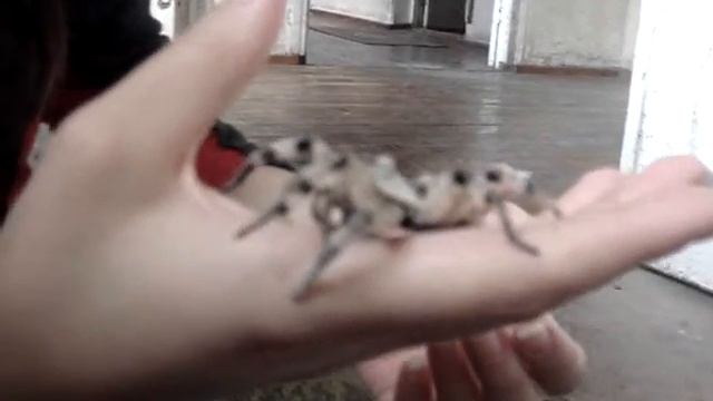 большой паук!!! смотреть онлайн