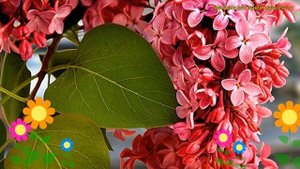 Сирень мейера Рэд пиксаи. Краткий обзор, описание характеристик syringa meyeri red pixie