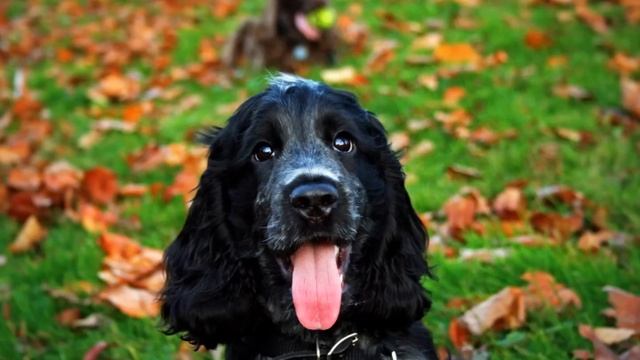 My Blue Roan English Cocker Spaniel growing up смотреть онлайн