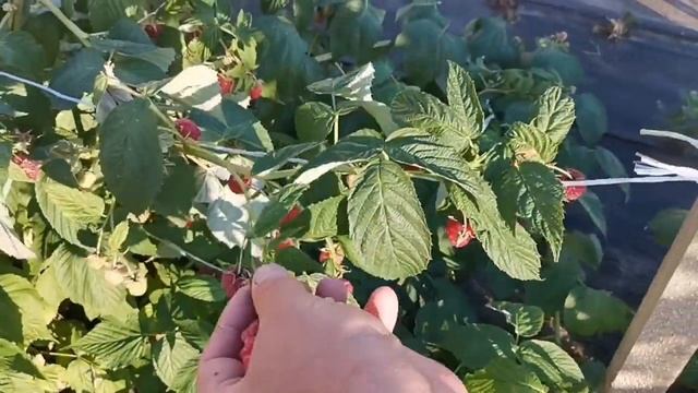 Малина Мапема, лучшие сорта мировой селекции! смотреть онлайн