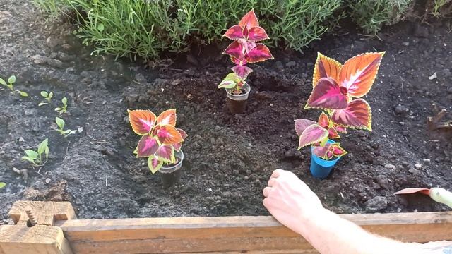 Колеус – посадка и уход в открытом грунте и домашних условиях смотреть онлайн