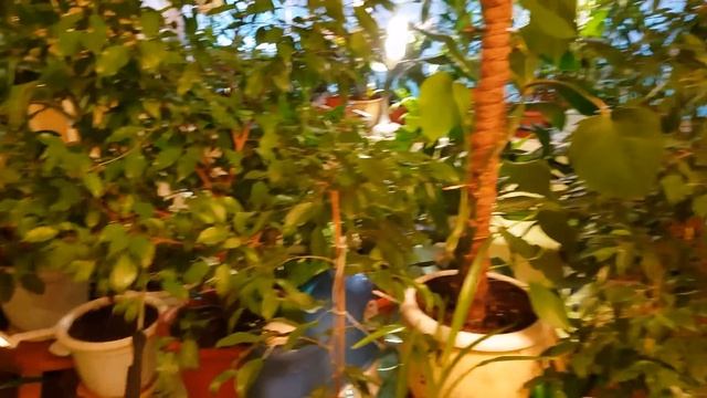 Уход за комнатными растениями. Опрыскивание часть-1.