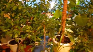 Уход за комнатными растениями. Опрыскивание часть-1.