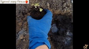 ?☝Пекинская капуста рассадным и безрассадным способом. В открытом грунте Юг Западной Сибири