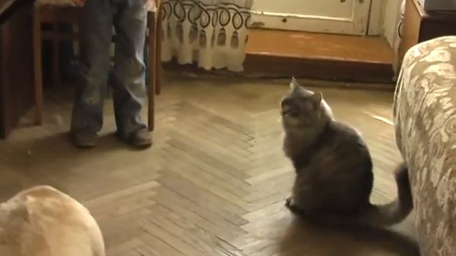 GOODQUITES NICE BOY 5.5 лет и его дочь MARI 10 месяцев 2005 год