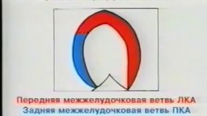 Эхокардиография, УЗИ сердца, методика исследования