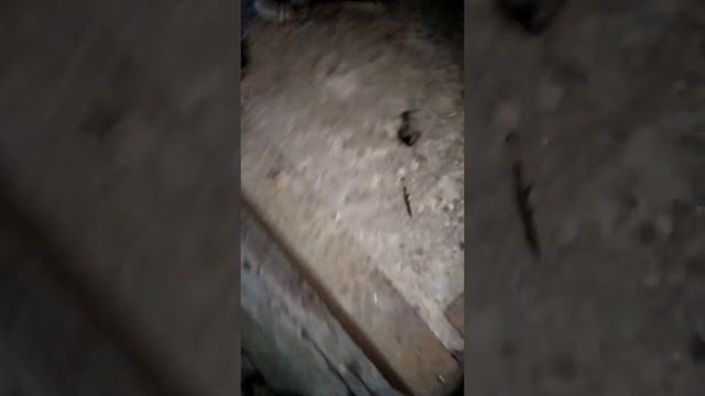 Нашли мёртвую собаку в заброшенном здании